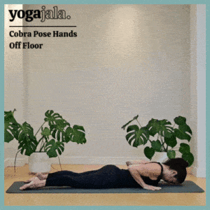 cobra pose hands off floor