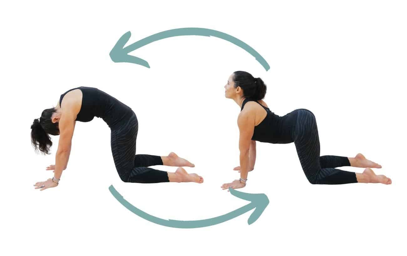 Cat Cow Pose Spinal Warm Up Technique Benefits Cat Cow Pose Spinal Warm Up Technique Benefits