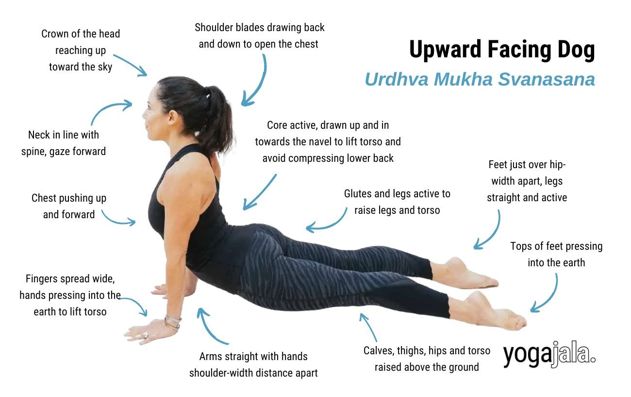 Upward Facing Dog Pose (Urdhva Mukha Svanasana)