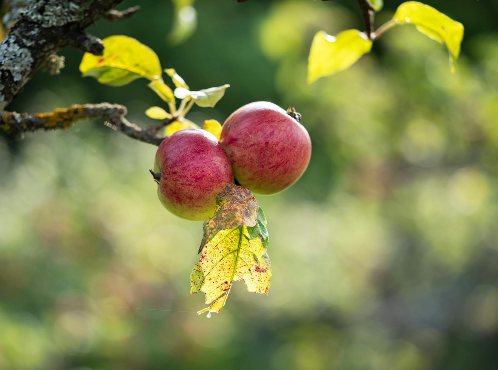 Apple TV's 'Twisted Yoga' Exposes Cult-Like Yoga Studios - 5 Red Flags Every Practitioner Should Know